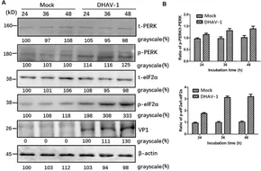 【aimin 】 Optimization of the Homogenization Process of Ginseng