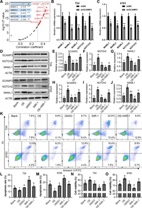 Frontiers | Identification of SCAMP2 as a regulator of NOTCH