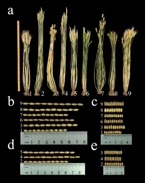 Frontiers | Establishment of a set of St-group wheat