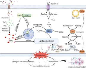 贅沢品 Frontiers | Ferroptosis in neurodegenerative diseases トップス