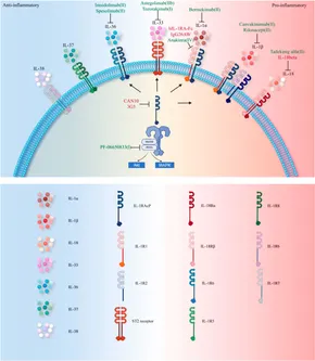 Frontiers | Blockade of IL-1 family cytokines in the