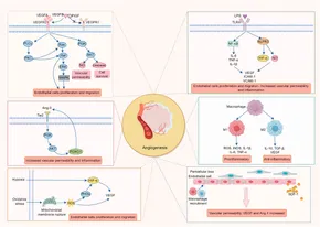 CELLULA FALCO　2個セット ソフト2号金属製バット スイングマックス（72cm） | 【ZETT