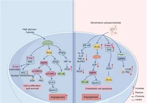 Frontiers | Inhibition of retinal neovascularization by