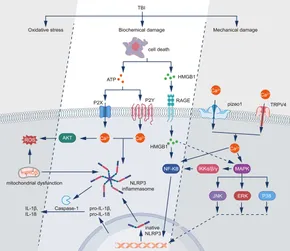 その他 k.y Frontiers | Astrocyte-mediated inflammatory responses in