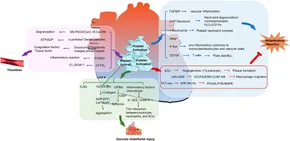 Frontiers | Systematic analysis of the interaction mechanism