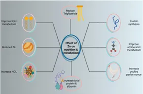 Frontiers | Integrating metabolomics for precision nutrition