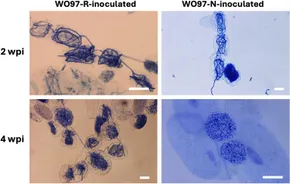 Frontiers | Transcriptomic and protein–protein interaction