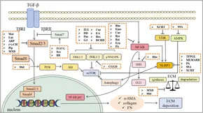 Frontiers | Therapeutic potential of traditional Chinese medicine