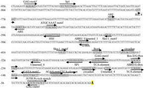 Frontiers | Endogenous target mimics down-regulate miR160