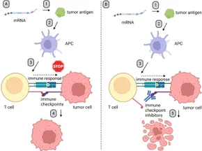 Frontiers | Unraveling the potential: mRNA therapeutics in