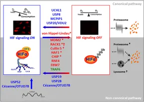 Frontiers | DUBs, New Members in the Hypoxia Signaling clUb