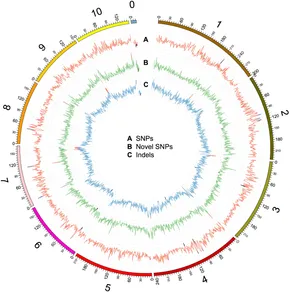 Frontiers | Characterization of Genome-Wide Variation in