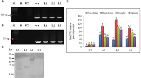 Frontiers | Enhanced Tolerance of Transgenic Potato Plants
