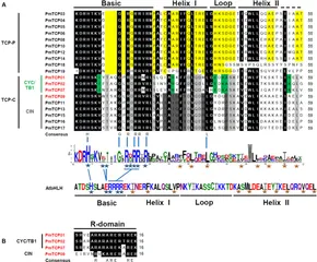 〔Flur〕 Discovery of fast and stable proton storage in bulk