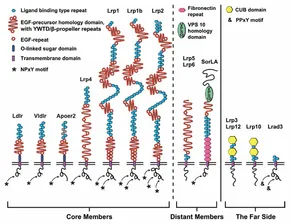 RETEN Functional Roles of the Interaction of APP and Lipoprotein ... - Frontiers fnmol-10-00054-g001.jpg RETEN Functional Roles of the Interaction of APP and Lipoprotein ... - Frontiers fnmol-10-00054-g001.jpg