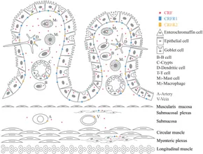 その他 K Homocysitaconate controls inflammation through reshaping