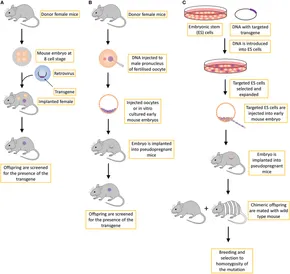 洋書 Mouse Genetics and Transgenics Mouse Genetics and Transgenics: A Practical Approach