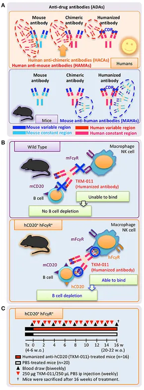 Frontiers | Anti-drug Antibodies Against a Novel Humanized Anti