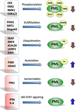 Accumulation of functional regulatory T cells in actively
