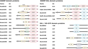 Frontiers | Key Players and Individualists of Cyclic-di-GMP