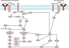 fonc-09-00107-g001.jpg