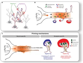 健康・医学 Synaptic Plasticity: New Research Synaptic Plasticity: Multiple Forms, Functions, and