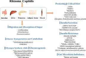 Frontiers | Rhizoma coptidis as a Potential Treatment Agent