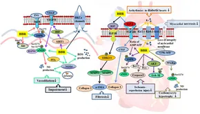 Frontiers | Rhizoma coptidis as a Potential Treatment Agent