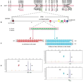 fgene-10-00251-g005.jpg