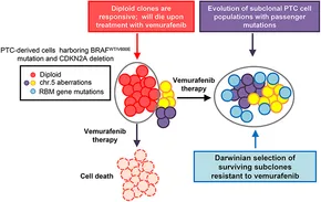 Evolution of Cancer\r
英語版 Aging-related signature stratifies LUAD prognosis and