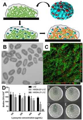 mmm  Frontiers | Mesoporous Silica Nanoparticles for Protein