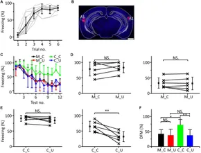 Frontiers | An Emergent Discriminative Learning Is Elicited