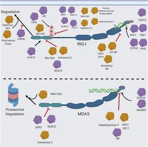 Frontiers | Comparative Structure and Function Analysis of