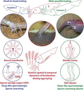 洋書 The Evolution of Insect Mating Systems 9780521589765i.jpg