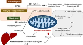 Acetaminophen: Properties， Clinical Uses and Adverse Effects (Pharmacology - Research， Safety Testing and Regulation; Public Health in the 21st Century) [ハードカバー] Javaherian， Atash; Latifpour， Pasha Acetaminophen: Properties, Clinical Uses and Adverse Effects