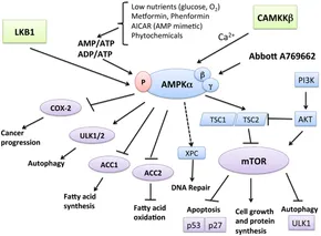 Frontiers | Targeting the AMP-Activated Protein Kinase for Cancer