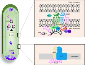 cycs 分化　13号 fmicb-11-01608-g001.jpg