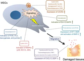 カスケード The role of sirtuin1 in liver injury: molecular mechanisms