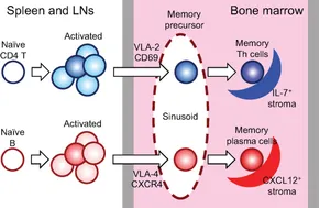 Frontiers | CD49b/CD69-Dependent Generation of Resting T