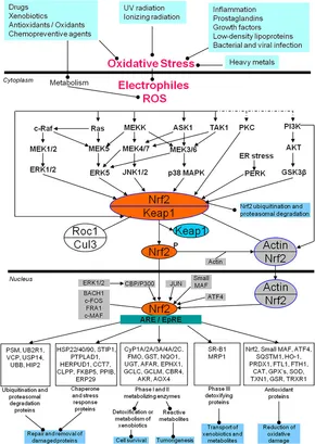 Frontiers | Targeting Nrf2-Mediated Oxidative Stress Response