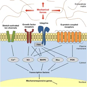 Frontiers | Current and Emerging Topical Scar Mitigation