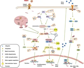 Frontiers | Virus–Host Interactions in Foot-and-Mouth Disease