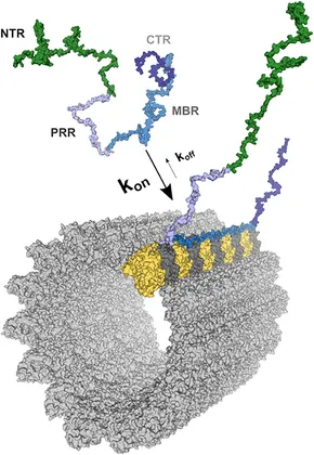 Amazon.com: Tau Protein: Methods and Protocols (Methods in