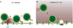 Large-Scale Computational Screening-Aided Development of