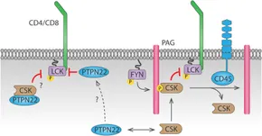 Frontiers | Modulation of TCR Signaling by Tyrosine