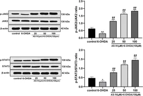Frontiers | Astragaloside IV Protects 6-Hydroxydopamine
