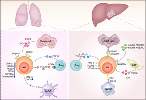 CABEZA DE ARTICULACION The Adverse Impact of Tumor Microenvironment on NK-Cell - Frontiers fimmu-12-633361-g001.jpg CABEZA DE ARTICULACION The Adverse Impact of Tumor Microenvironment on NK-Cell - Frontiers fimmu-12-633361-g001.jpg