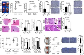 Frontiers | AXL Overexpression in Tumor-Derived Endothelial