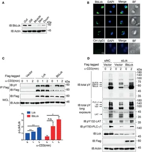 EXTRACTOR Frontiers | Identification and Characterization of the Amphioxus ... Frontiers | Identification and Characterization of the Amphioxus ... EXTRACTOR Frontiers | Identification and Characterization of the Amphioxus ... Frontiers | Identification and Characterization of the Amphioxus ...