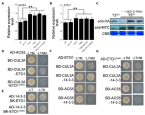 Genome-wide meta-analysis, fine-mapping, and integrative